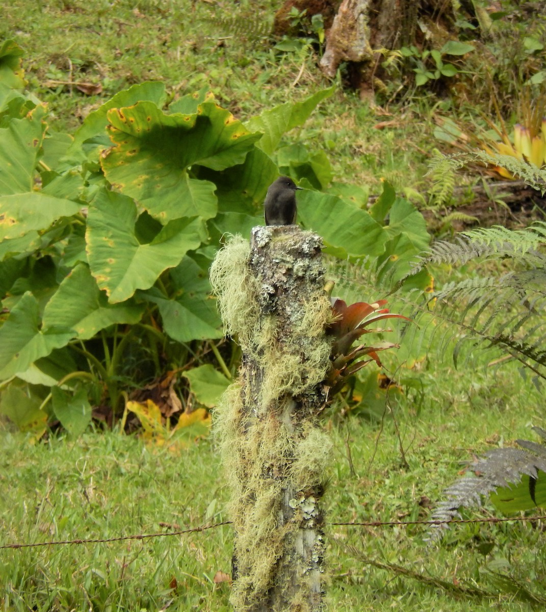 Black Phoebe - Alex Loos