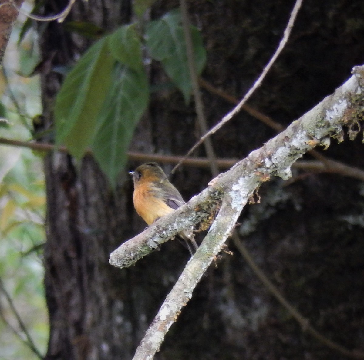 Tufted Flycatcher - ML185591301