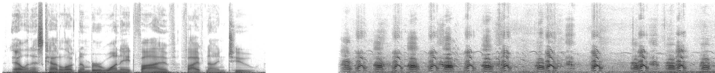 racek západní - ML185592