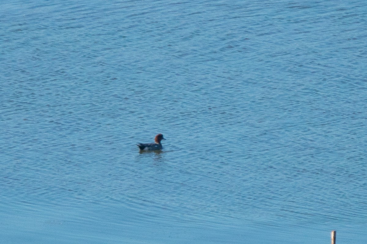 Eurasian Wigeon - ML185592561