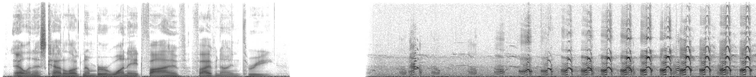 racek západní - ML185593