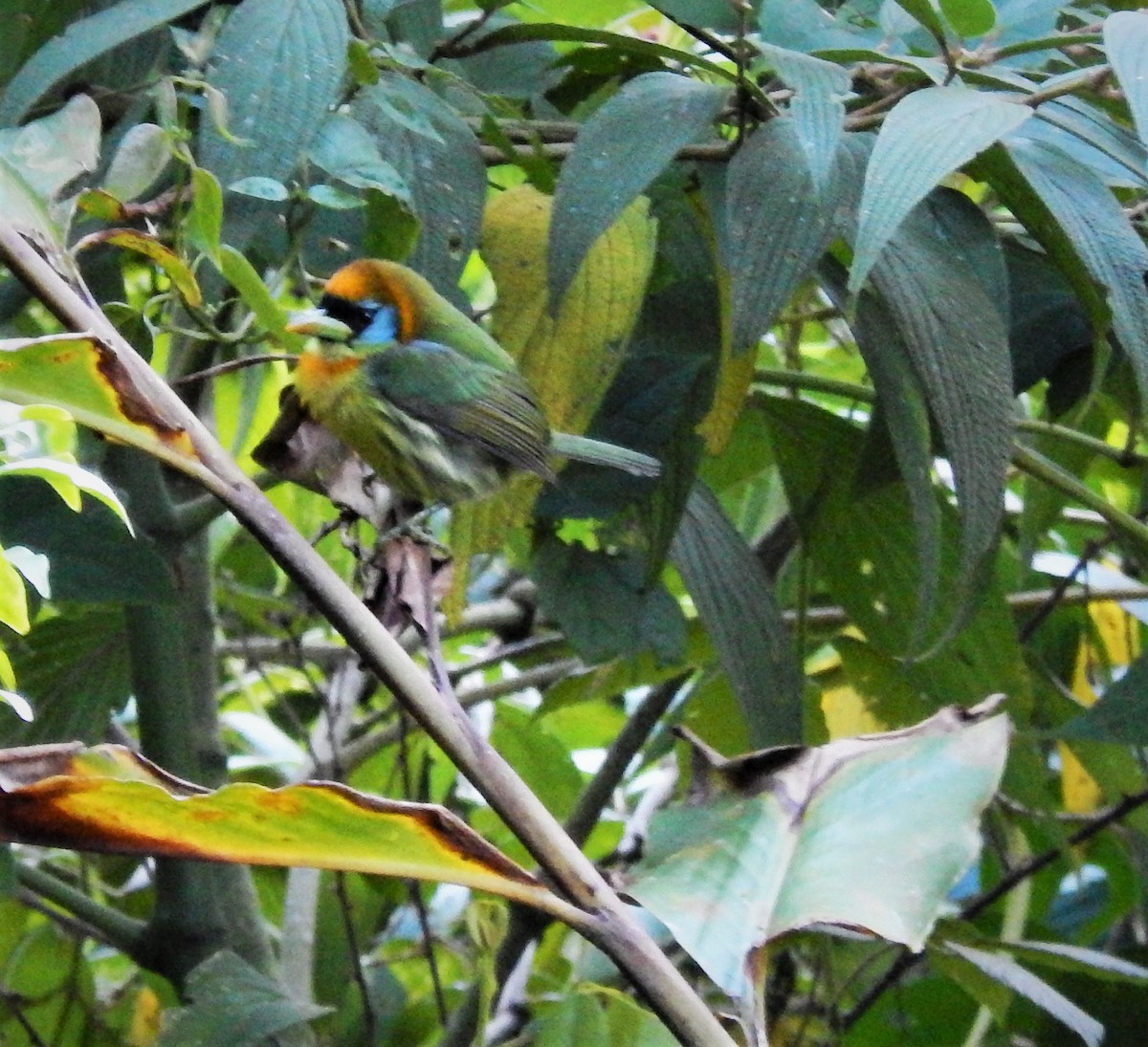 Red-headed Barbet - ML185593091