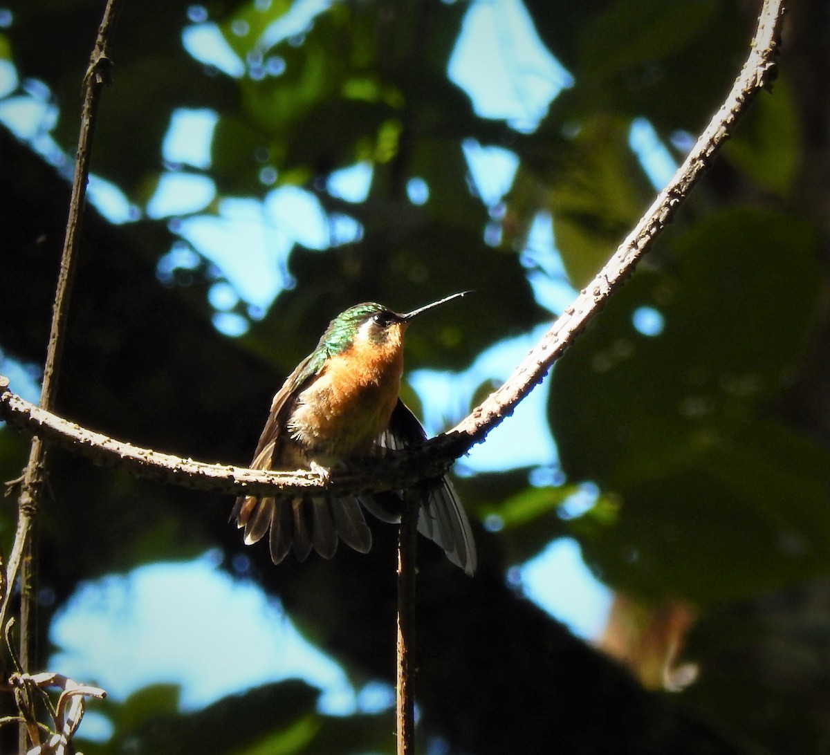 Colibri à ventre châtain - ML185593391