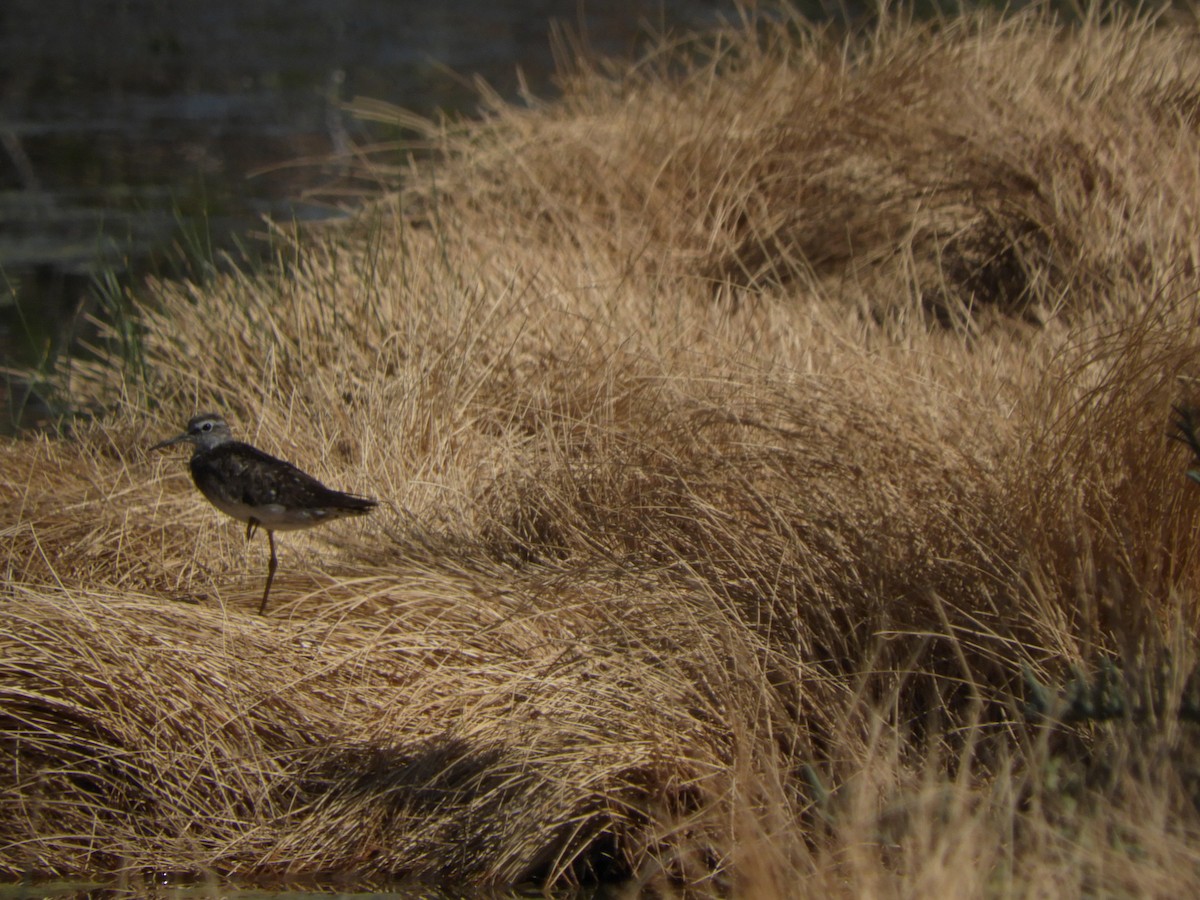 Wood Sandpiper - ML185593581