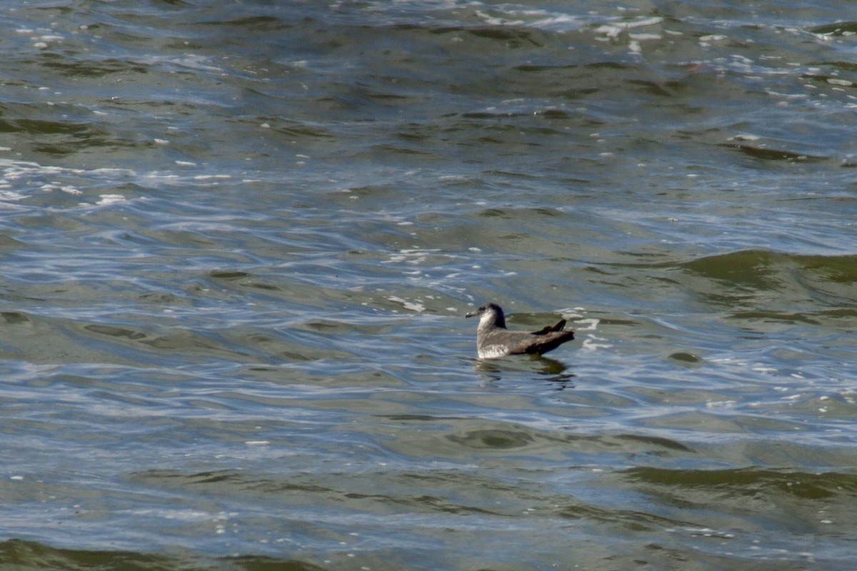 Pomarine Jaeger - ML185593741