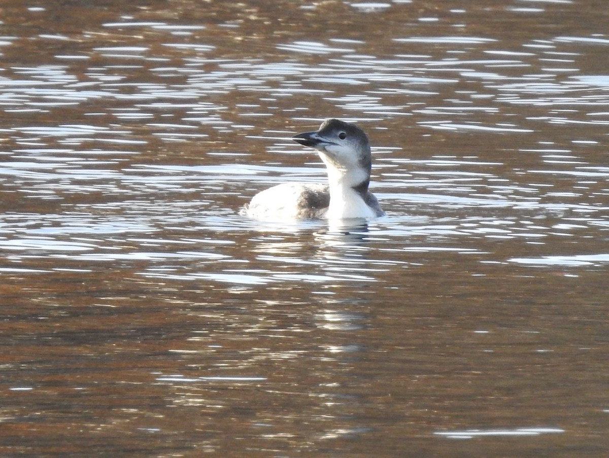 Plongeon huard - ML185595031