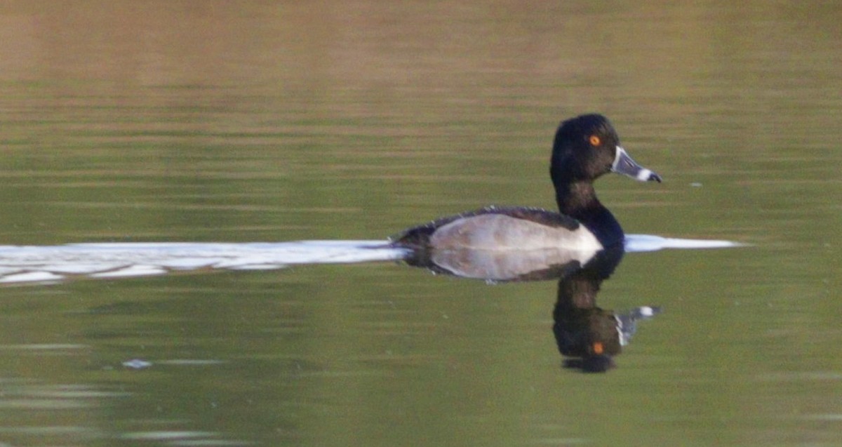 Ring-necked Duck - ML185596521