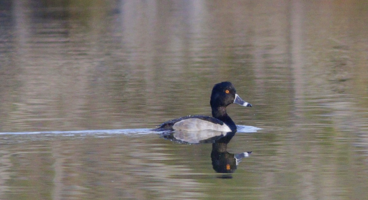 Ring-necked Duck - ML185596531