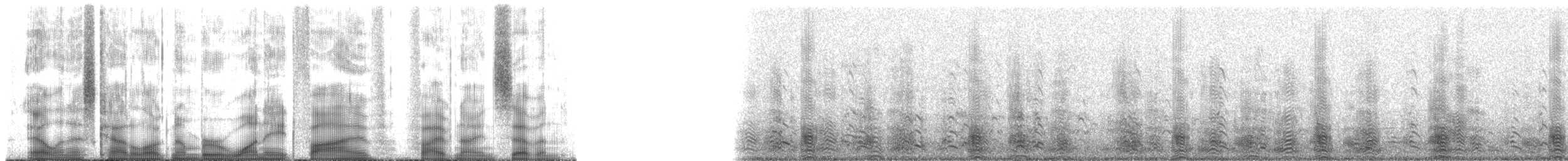 terej kokosový (ssp. brewsteri) - ML185597