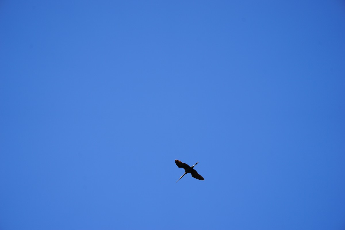 Glossy/White-faced Ibis - ML185598141