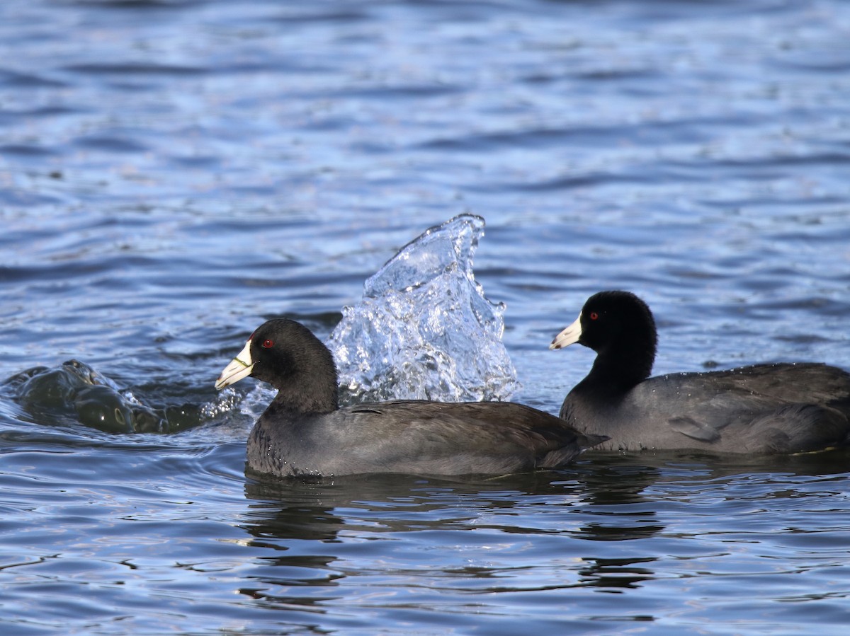 American Coot - Cheryl Rosenfeld