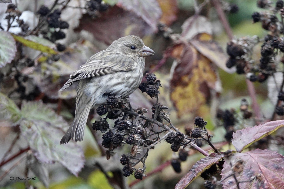 Purple Finch - ML185601691