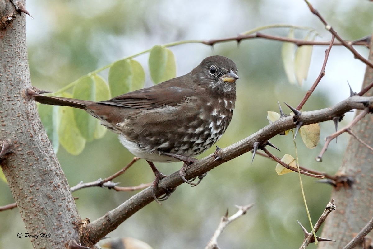 Fox Sparrow - ML185601951