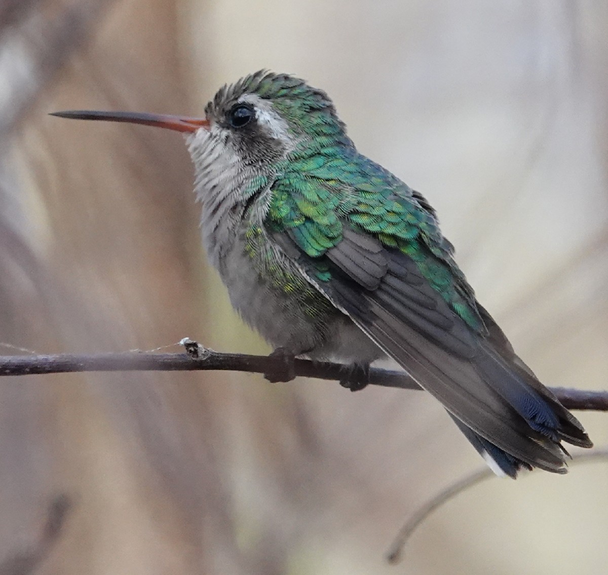 Glittering-bellied Emerald - ML185603511