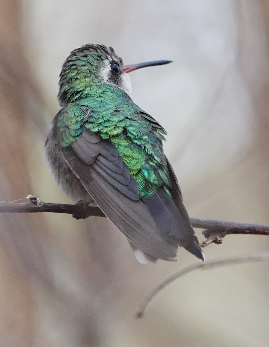 Glittering-bellied Emerald - ML185603571