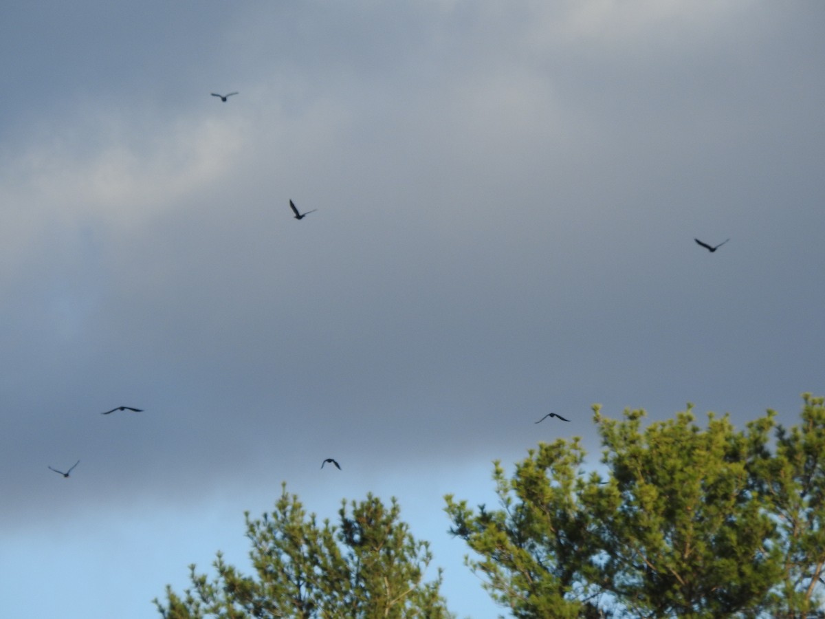 American Crow - ML185604531