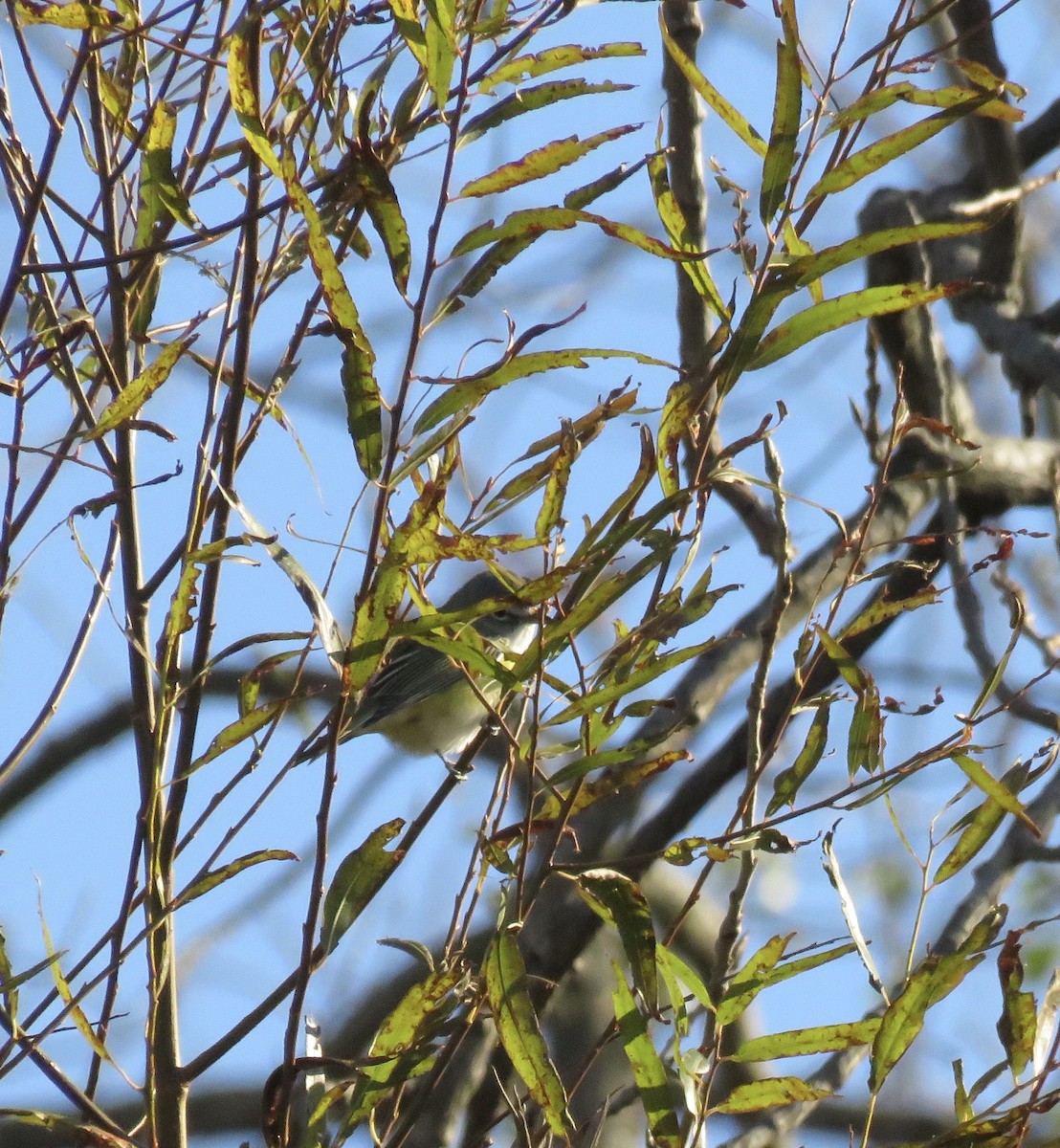 Blue-headed Vireo - ML185605531