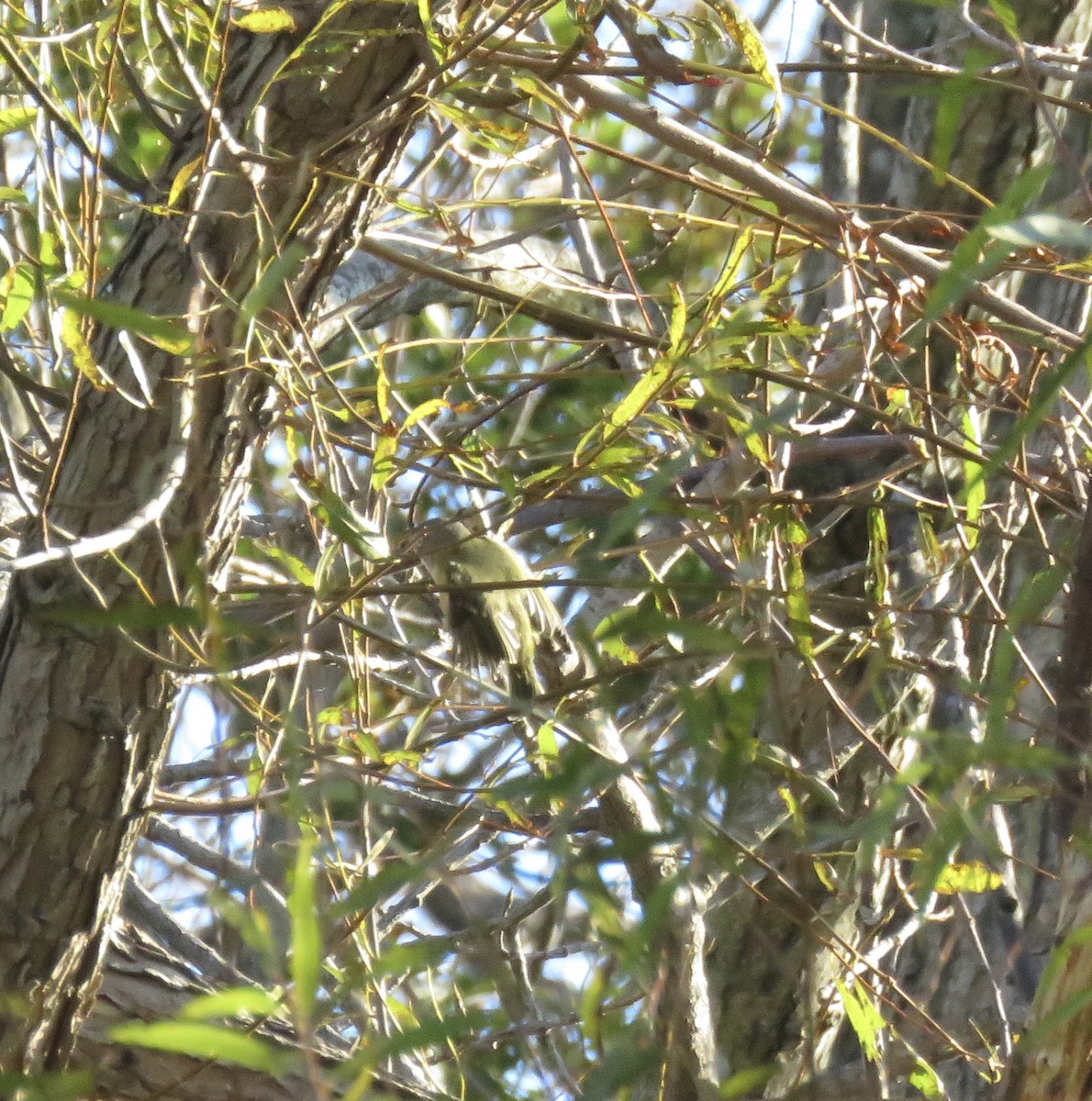 Blue-headed Vireo - ML185605551