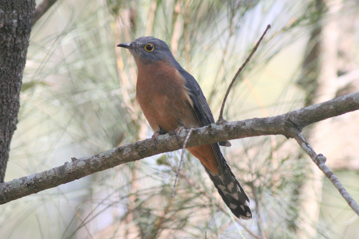 Fan-tailed Cuckoo - ML185605931