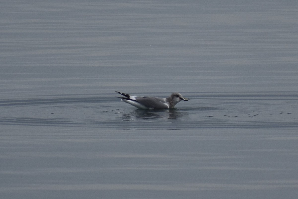 Short-billed Gull - Sydney Gerig