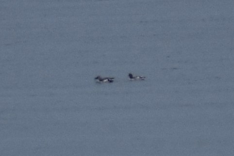 Pigeon Guillemot - ML185606531