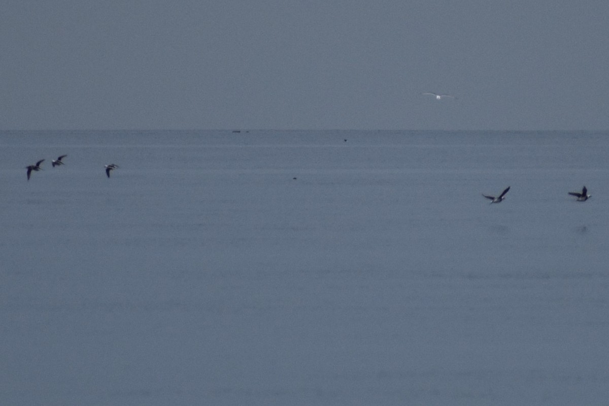 Long-tailed Duck - Sydney Gerig