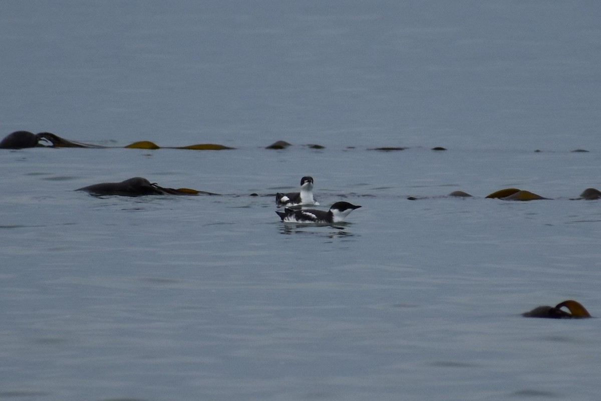 Marbled Murrelet - Sydney Gerig