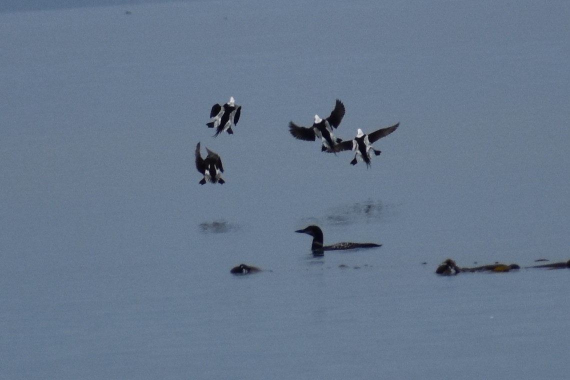 Long-tailed Duck - Sydney Gerig