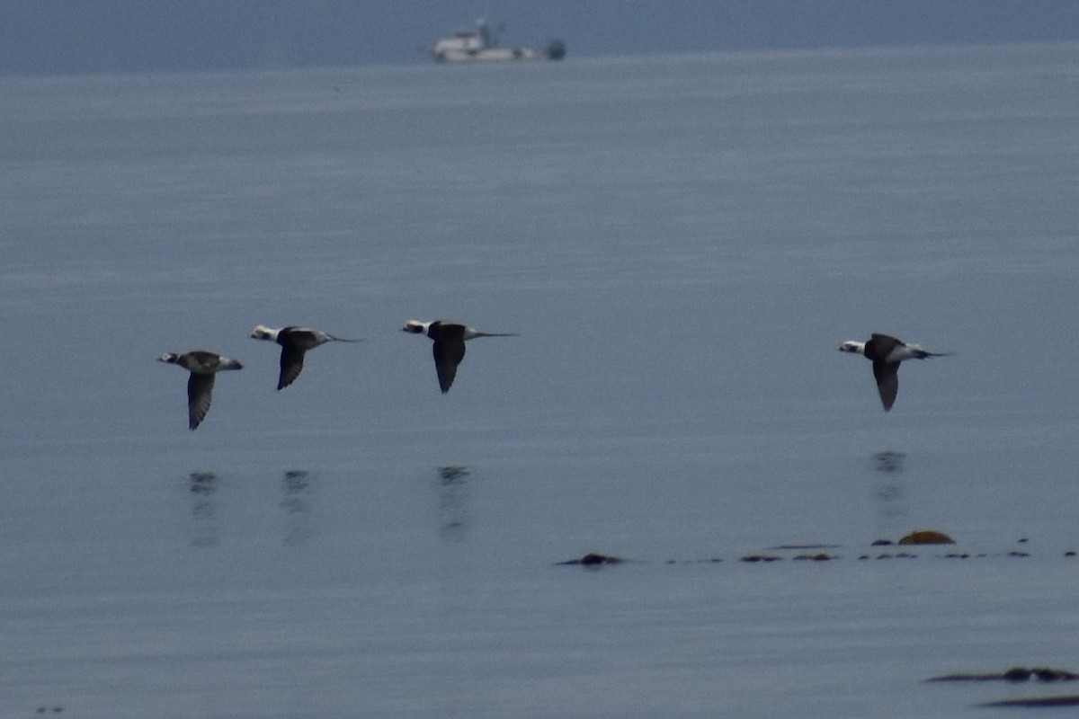 Long-tailed Duck - ML185606851