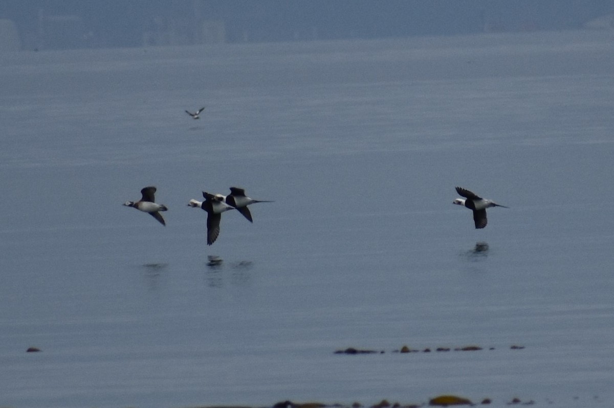 Long-tailed Duck - Sydney Gerig