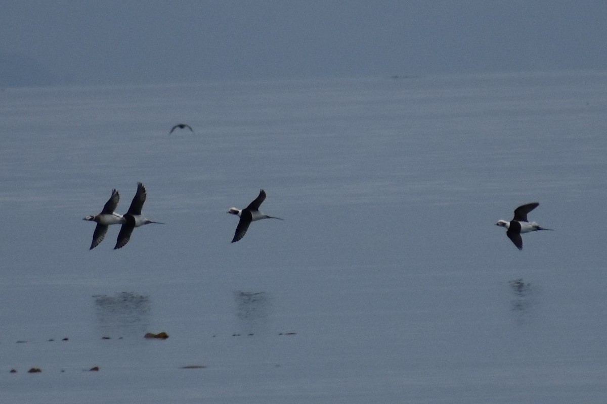 Long-tailed Duck - ML185606871