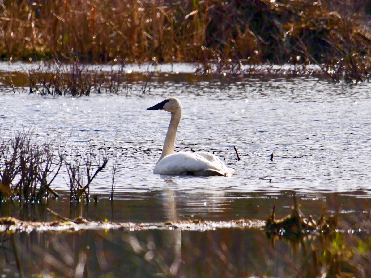 Trumpeter Swan - ML185607051