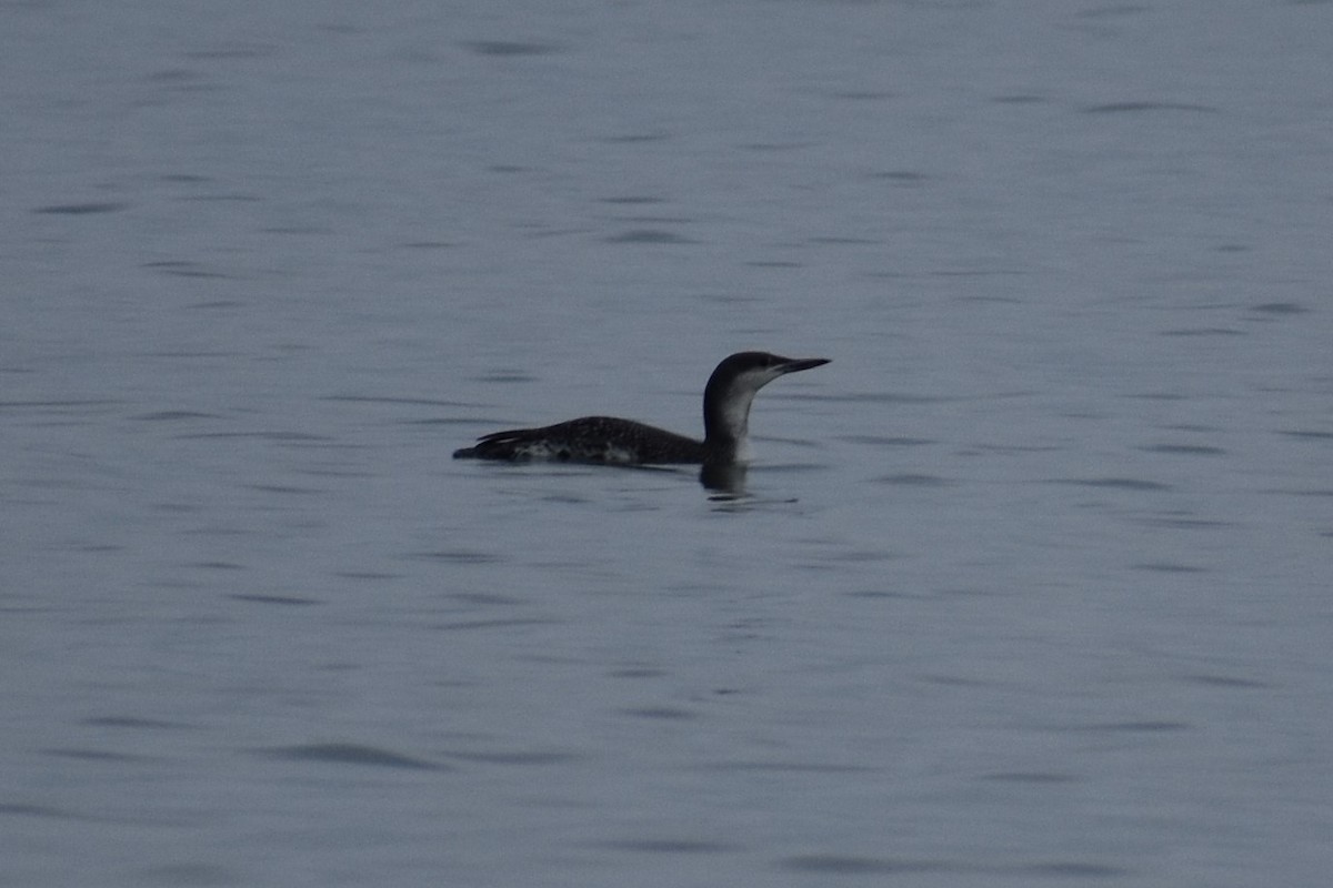 Red-throated Loon - Sydney Gerig