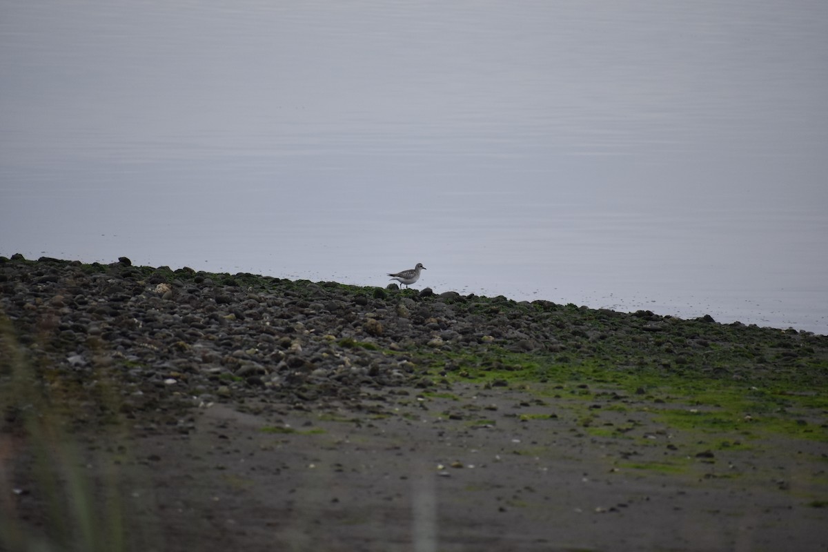 Black-bellied Plover - Sydney Gerig