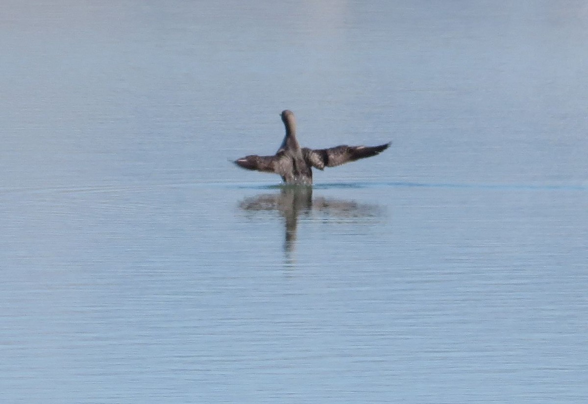 Pacific Loon - ML185607961