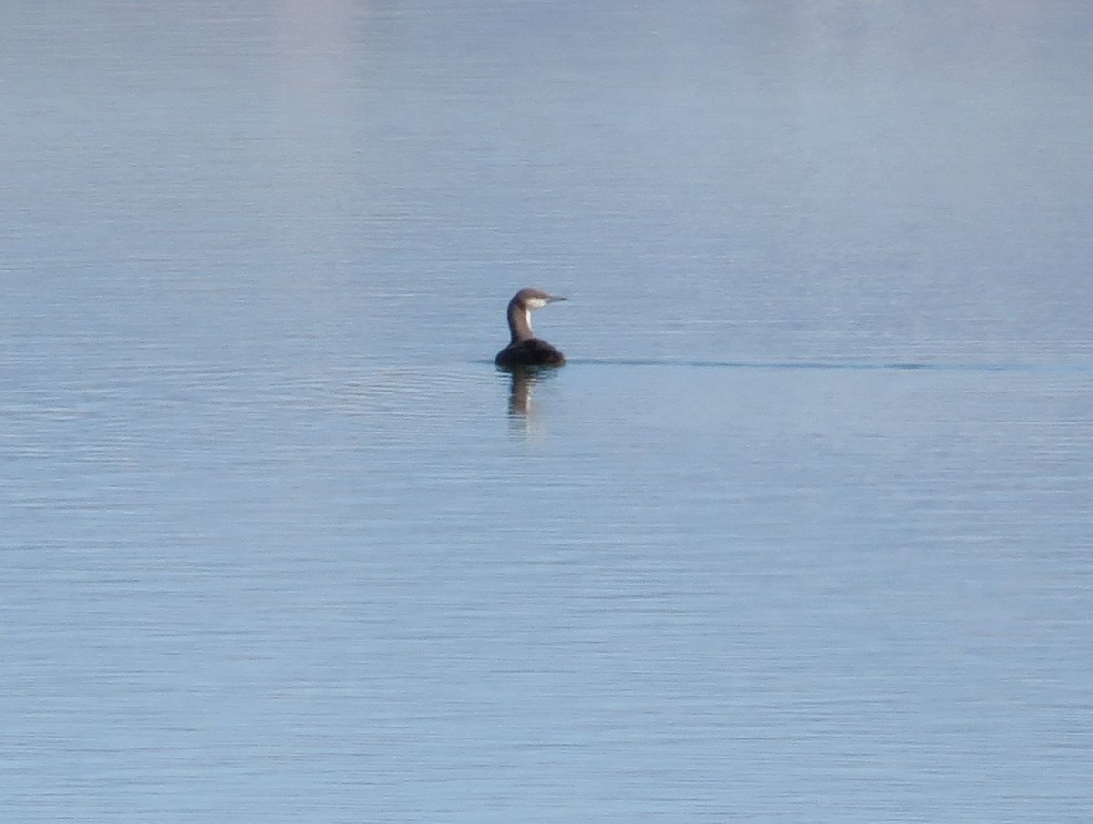 Pacific Loon - ML185607981