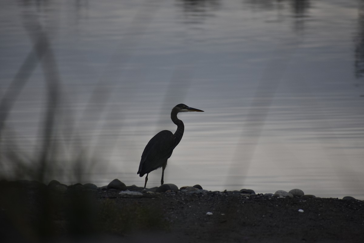 Great Blue Heron - ML185608361