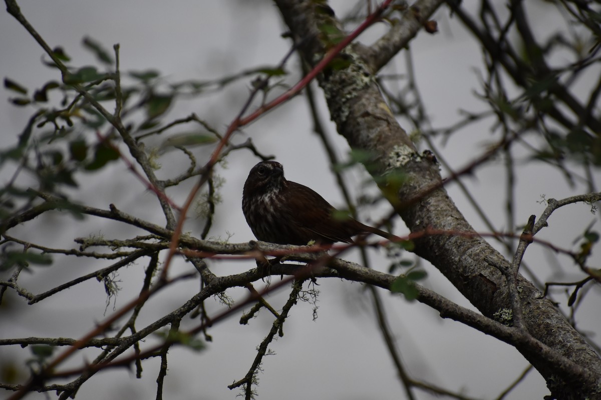 Song Sparrow - Sydney Gerig