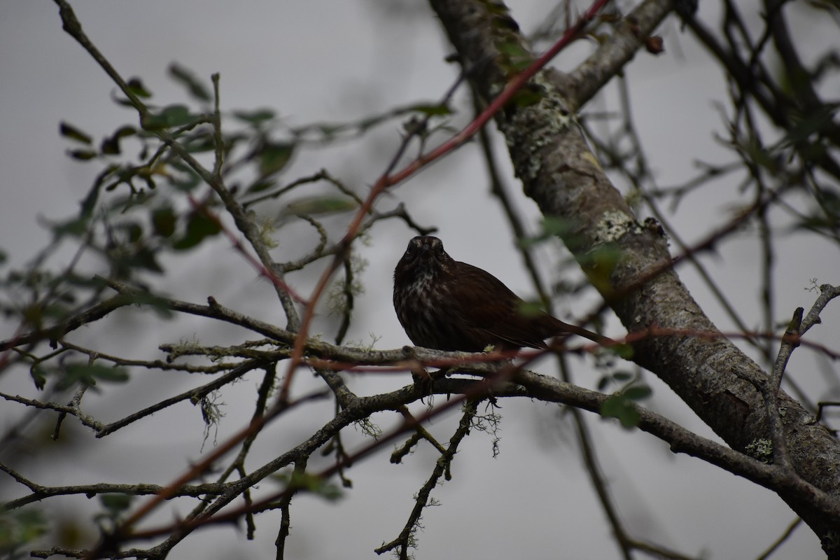 Song Sparrow - ML185608651