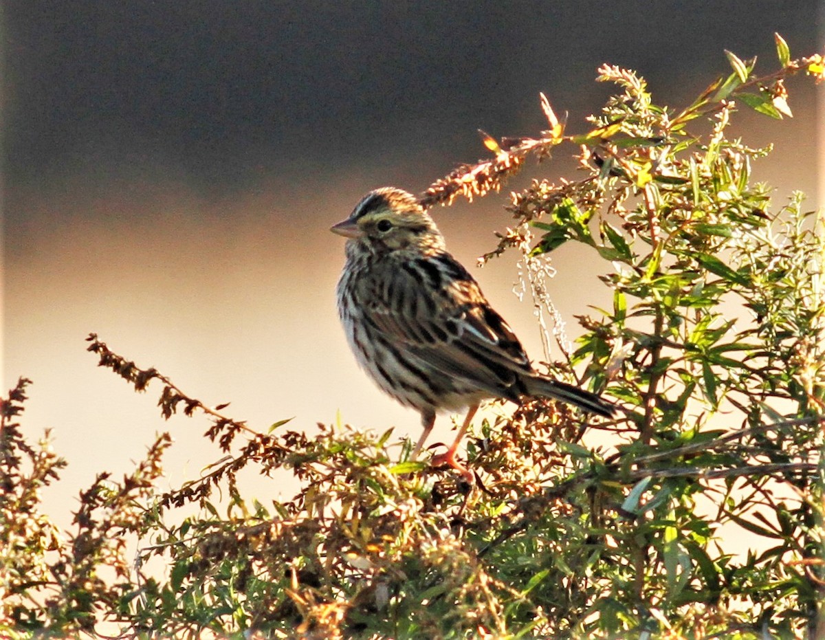 Savannah Sparrow - James Sherwonit