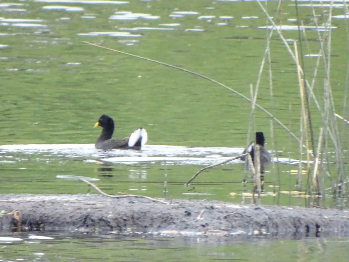 Red-fronted Coot - ML185609951