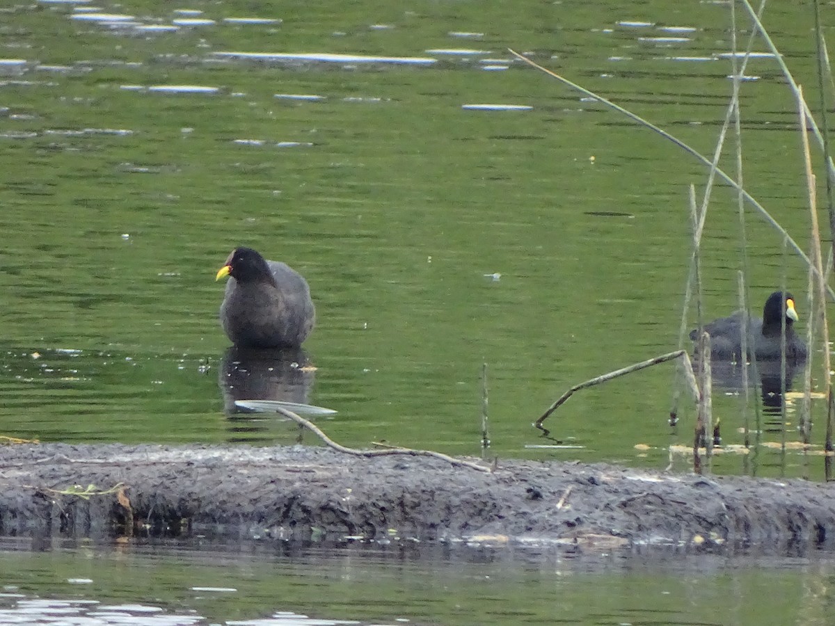 Red-fronted Coot - ML185609961