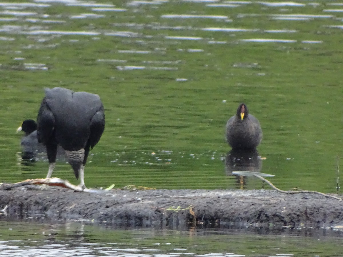 Red-fronted Coot - ML185609971