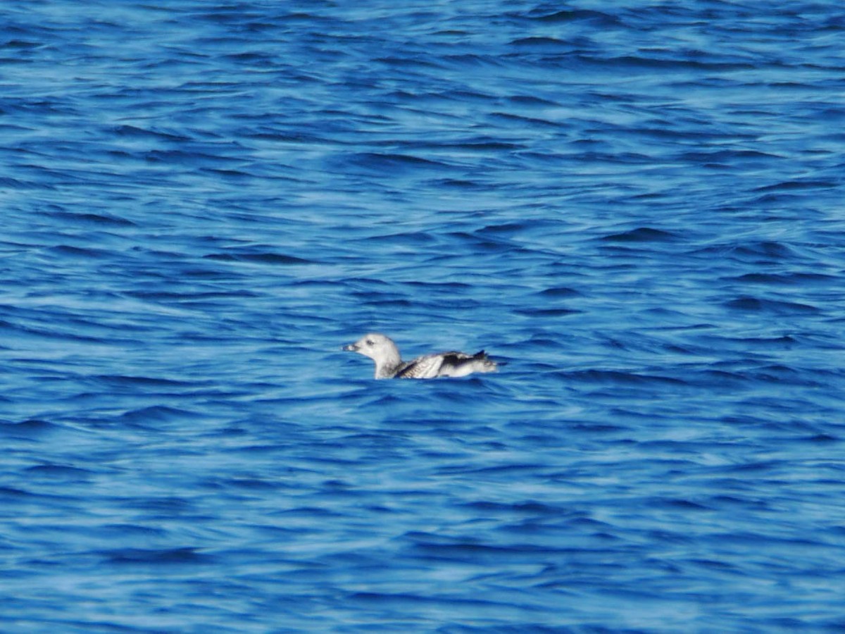 Black Guillemot - Natalie Barkhouse-Bishop