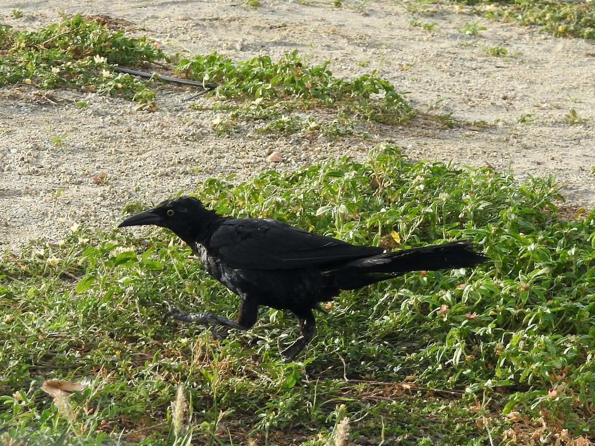 Great-tailed Grackle - ML185610421