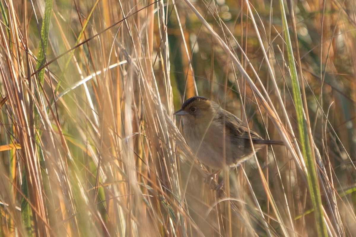 Багновець блідий (підвид subvirgata) - ML185612301