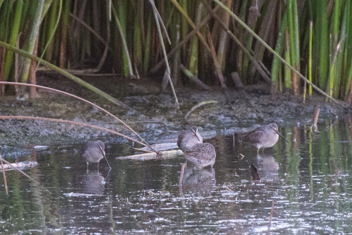 Long-billed Dowitcher - ML185612401