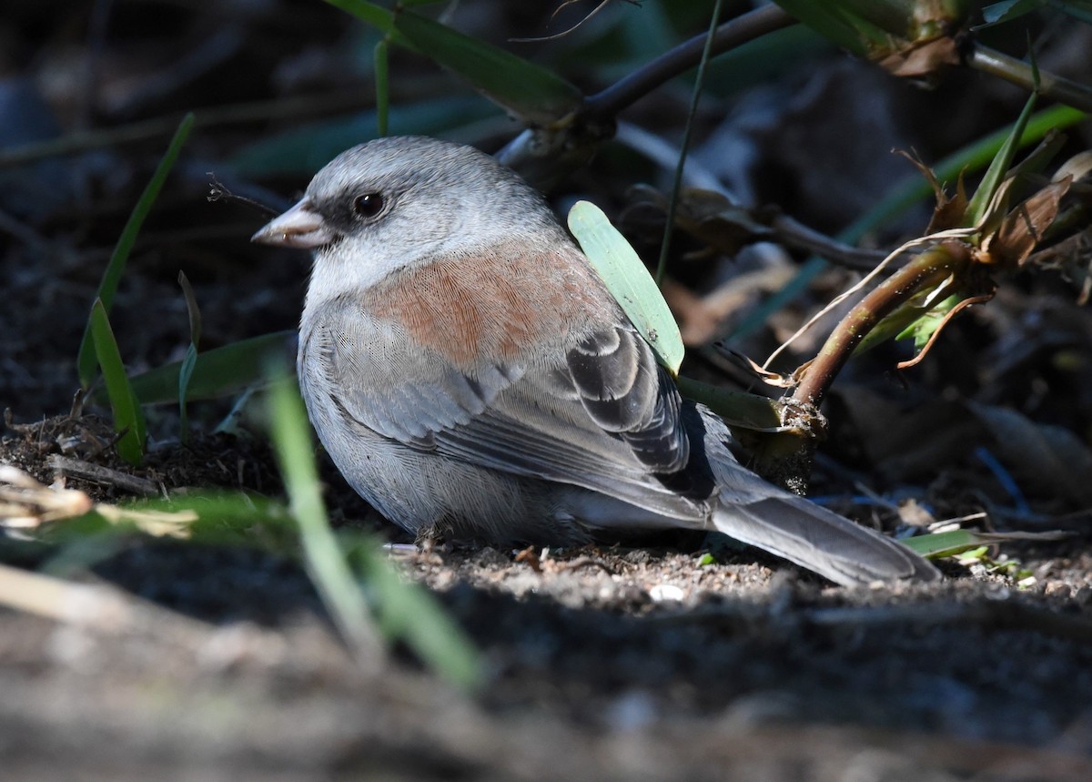 Dark-eyed Junco - ML185613001