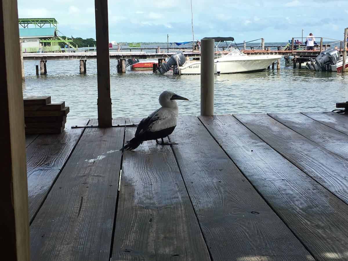 Masked Booby - ML185613051