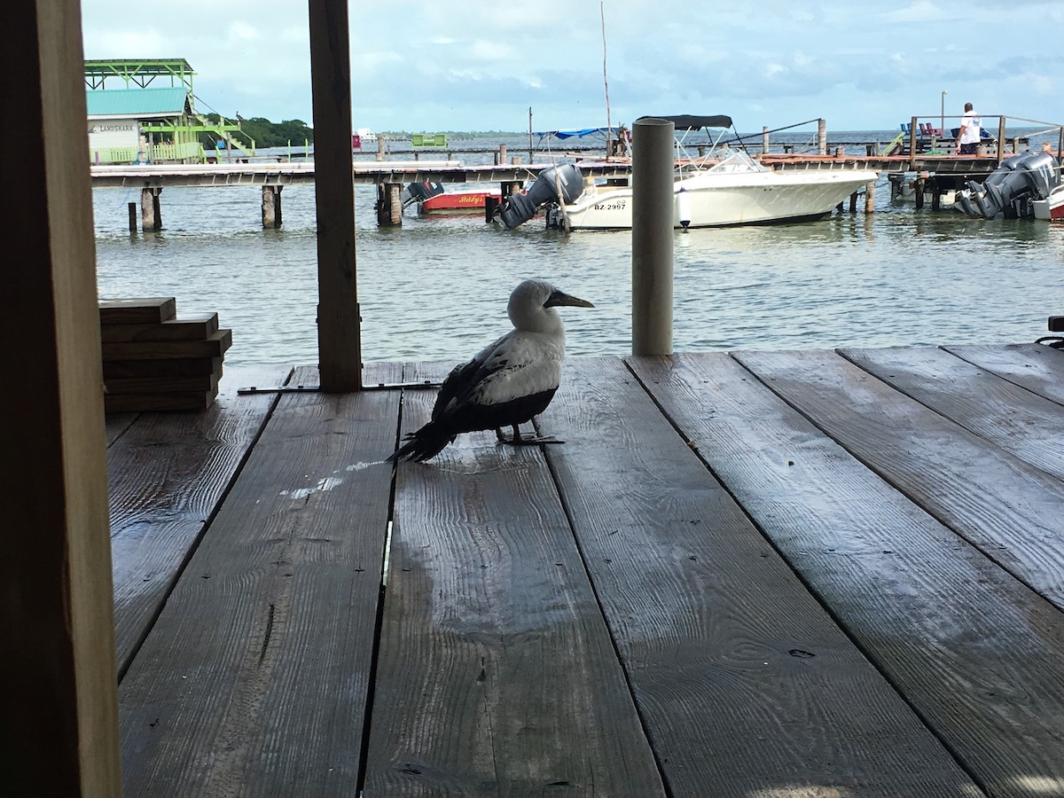 Masked Booby - ML185613081